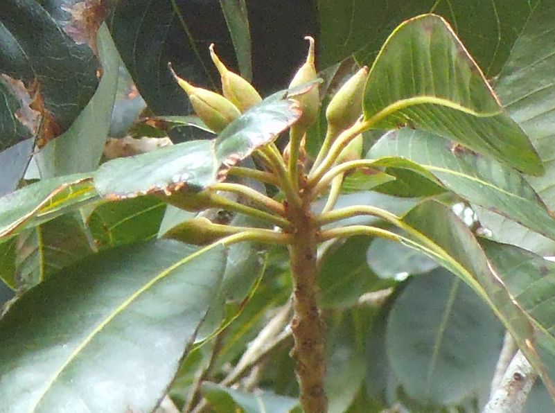 Pouteria lucuma flower buds