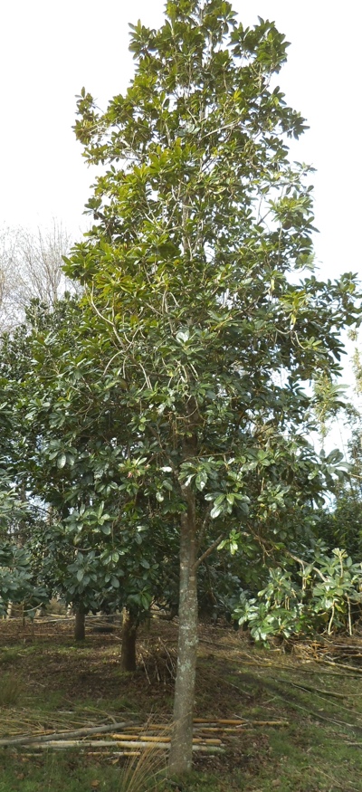 Lucuma tree, single leader