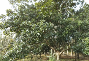 lucuma tree, multiple leaders