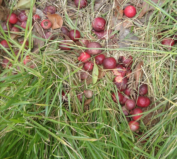 Red guava sp litter the ground