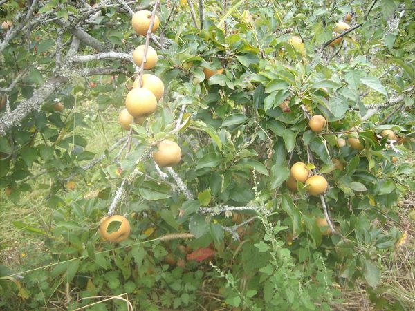 Egremont Russet