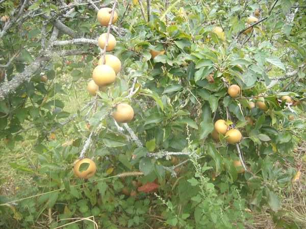 Egremont
            Russet