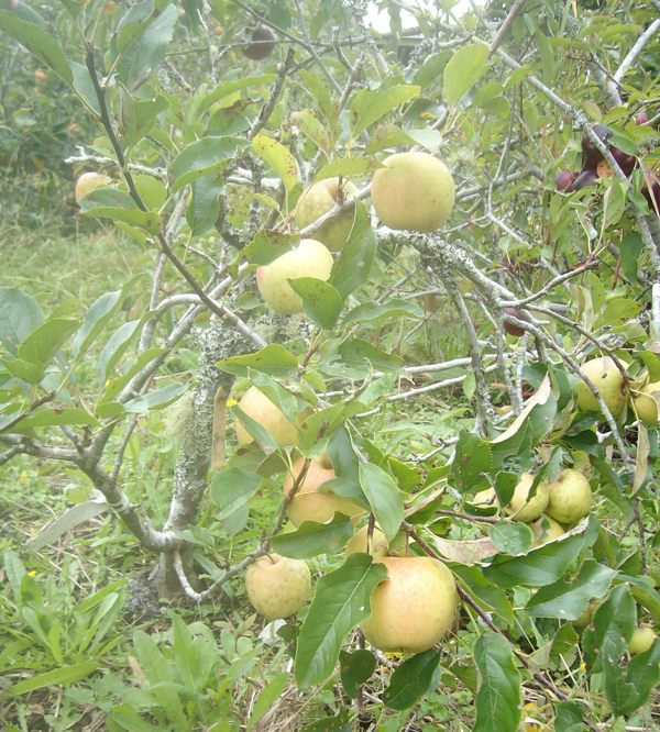 Golden Delicious