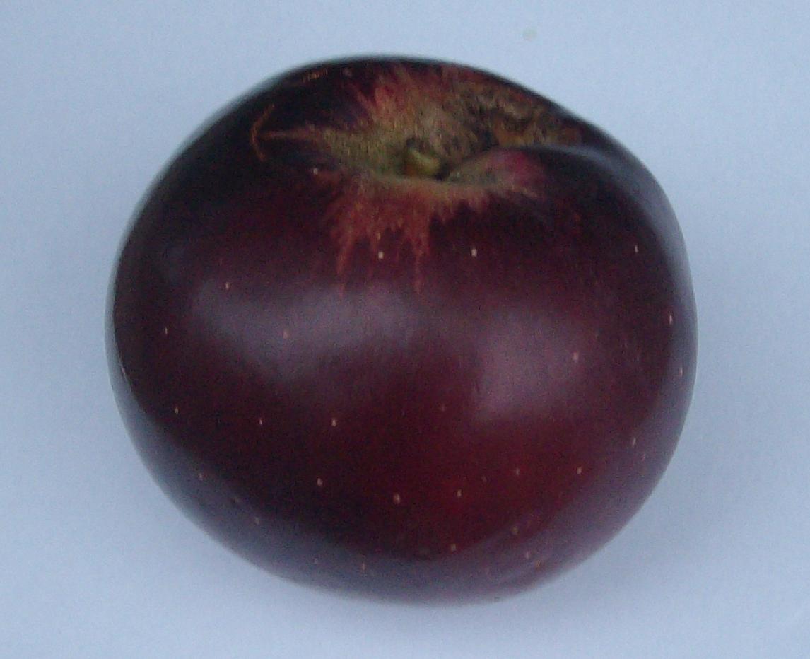 apple variety Lobo