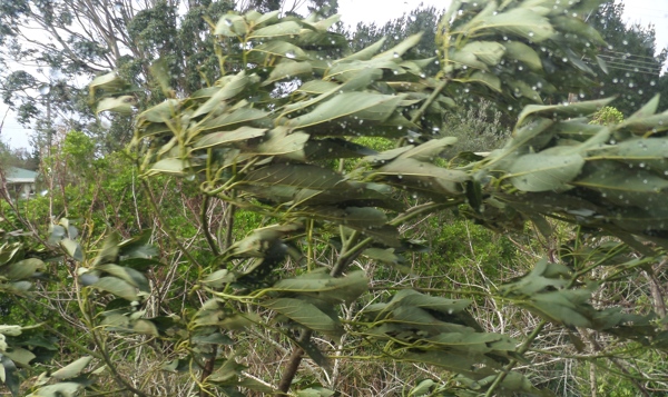 wind blown avocado tree