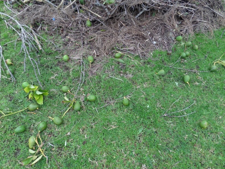 avocado fruit blown off the tree