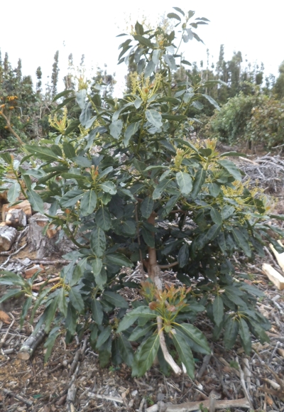 Carmen Hass flower panicles