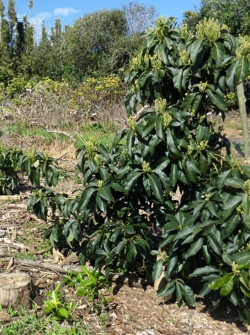 Hashimoto avocado flowering