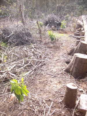 Avocado Hashimoto freshly planted