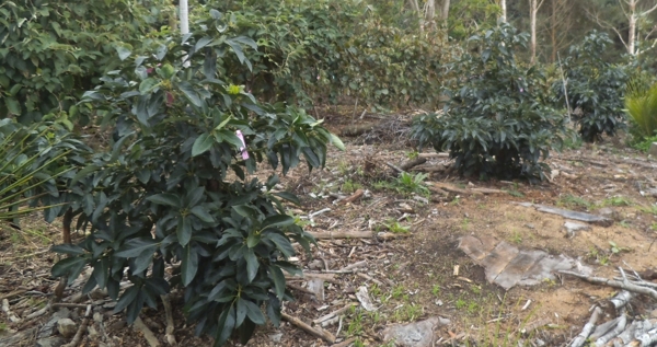 19 month old Avocado Hashimoto trees