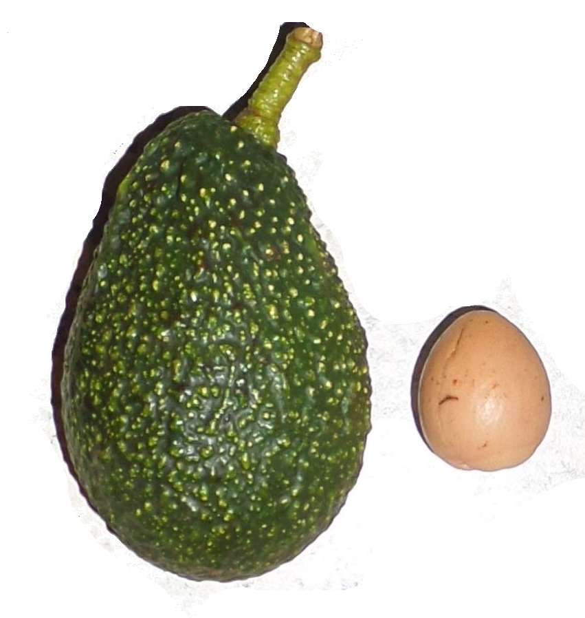 Maluma Hass fruit and seed