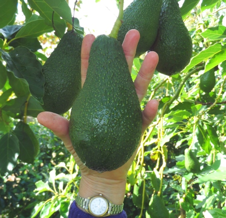 Pinkerton
      fruit on the tree early july 2014