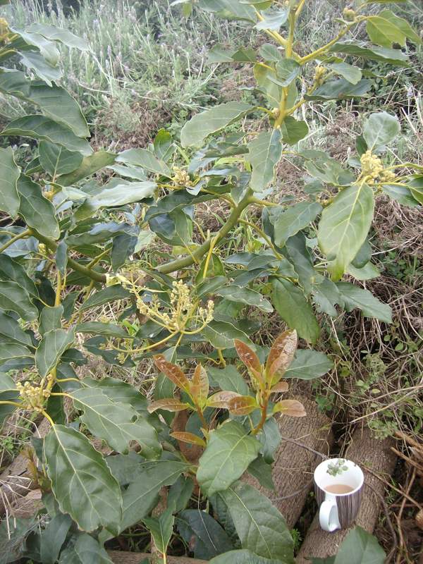 avocado Pinkerton tree flowering young