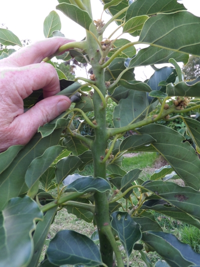 avocado_Pinkerton_stem_and_internodes