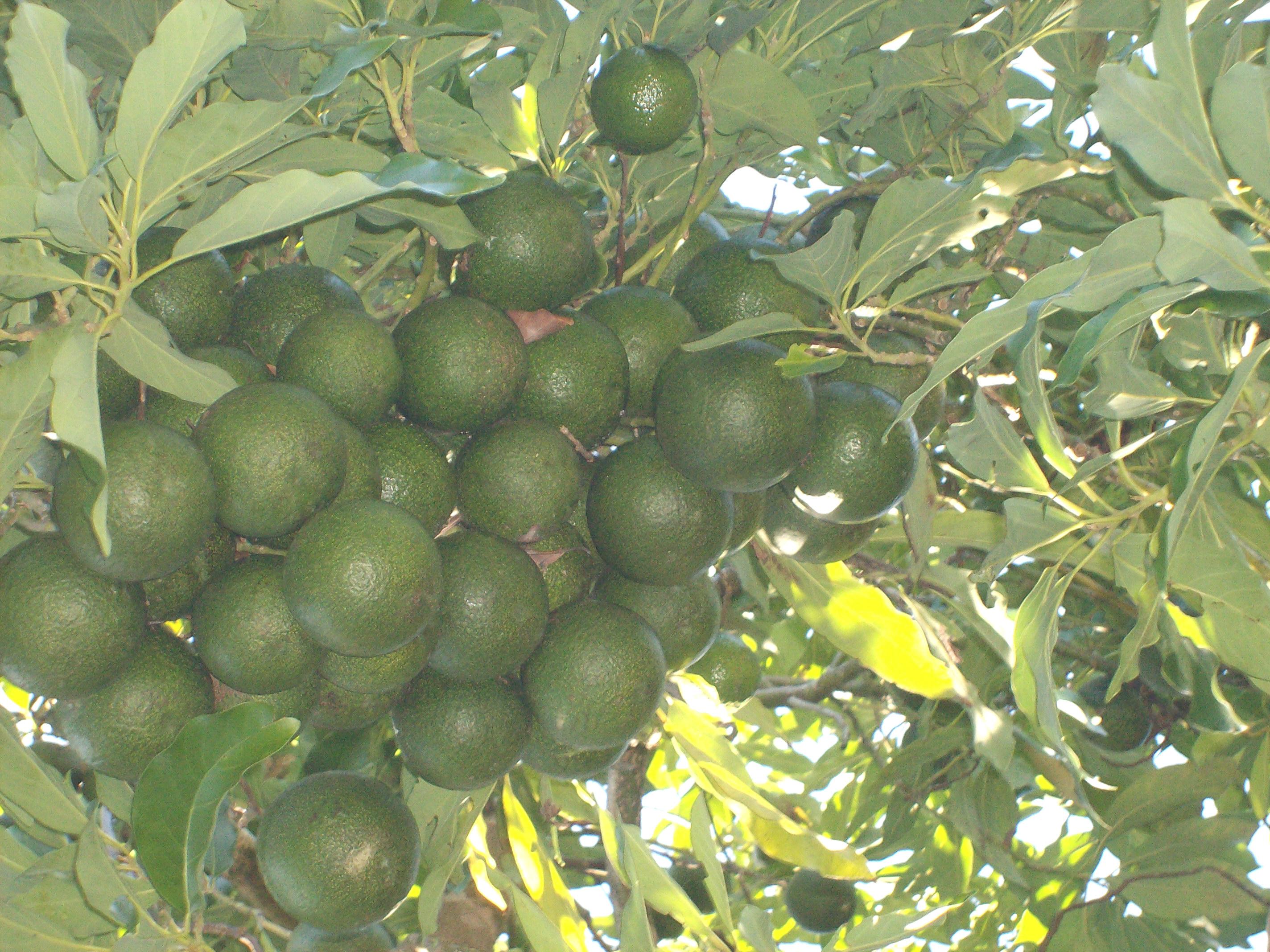 Reed avocado
              fruit on the tree in april