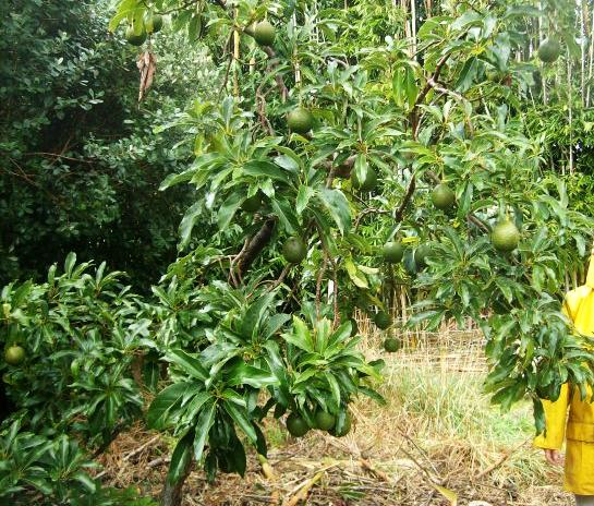 reed avocado tree height