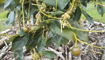 Autumn fruit set Hass at late winter