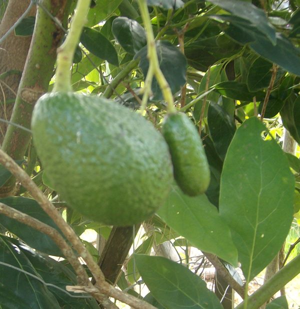 Normal

                sized hass and cuke on same panicle