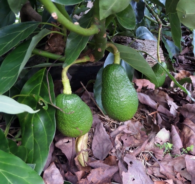 avocado_Hass_fruit_on_low_branches_size_controlled_tree