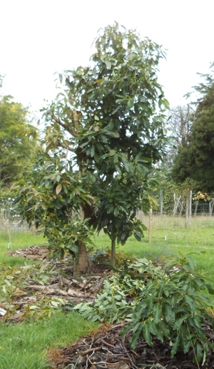Hass avocado tree pruned to a central
              leader - after