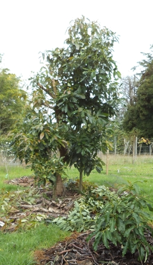 Hass avocado tree pruned to a central
              leader - after