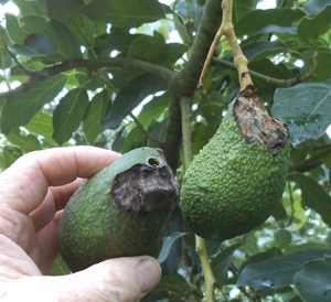 Immature Pinkerton fruit eaten by rats