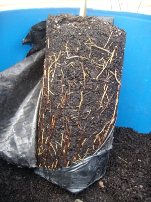 healthy
                avocado roots in bark mix