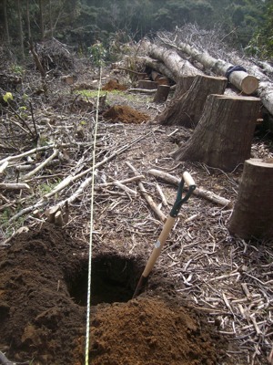 planting holes for Hashimoto