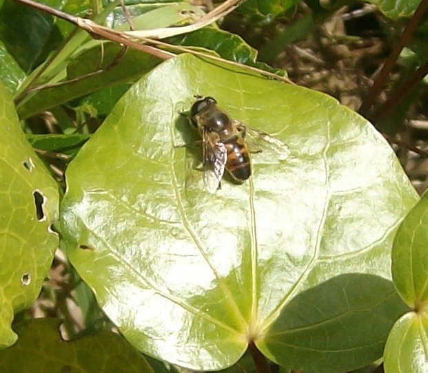 Drone fly, a useful pollinating insect
