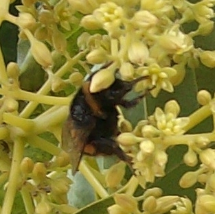 Bumblebee feeding on avocado nectar