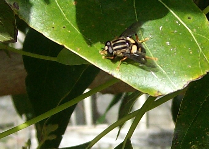 Threelined Hover Fly Heliophilus sp.