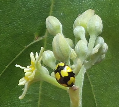 Fungus eating ladybird on Pinkerton female
                  flower