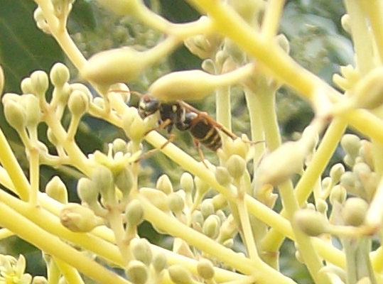 Chinese paper wasp Polistes chinensis