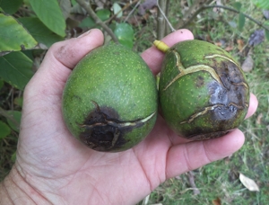 late winter seedling avocado
