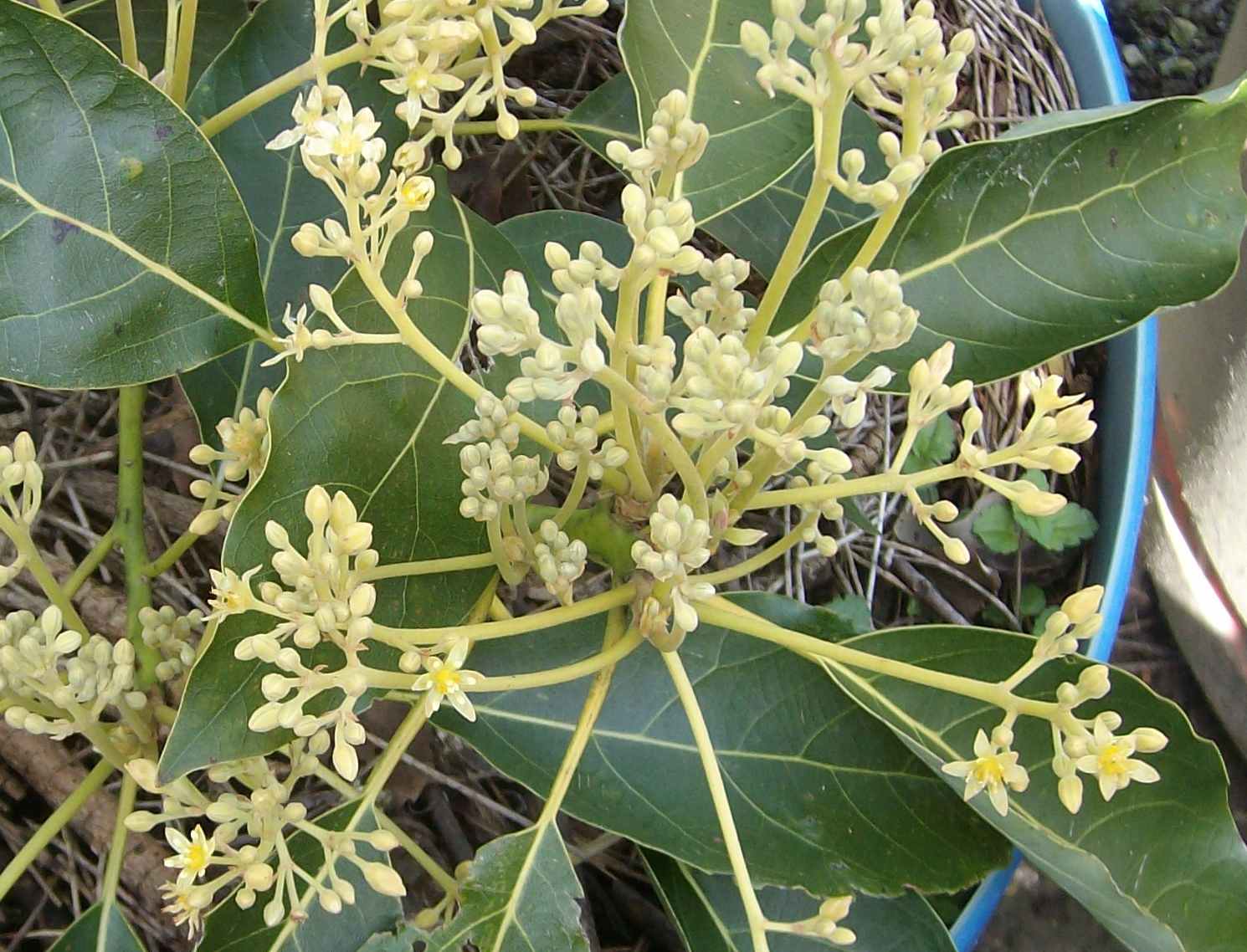 Sharwill avocado male flowers