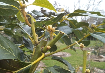 Dusa pruned hard to force flowering