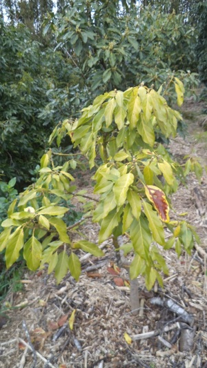 Gwenavocado tree dropping its leaves