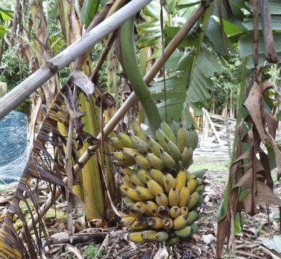 snapped fruiting banana stem