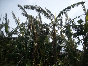 wind battered banana leaves