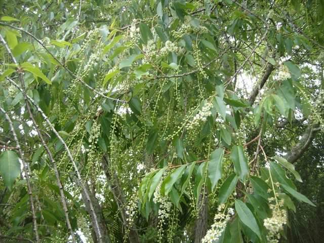 Capuli cherry flowers