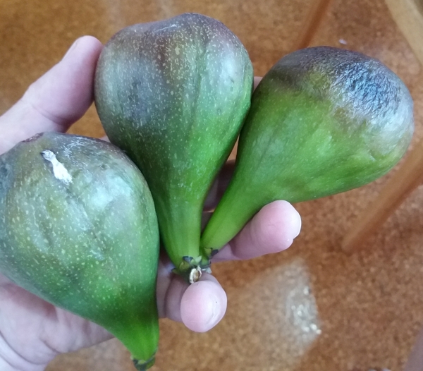 Petravicha fig, breba crop