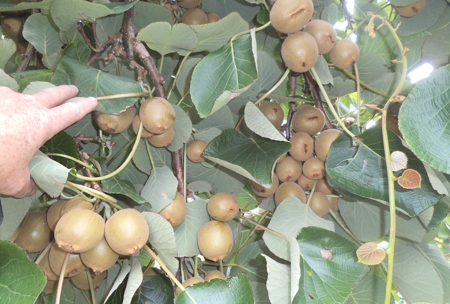 Yellow kiwifruit cultivar Sally crop load
