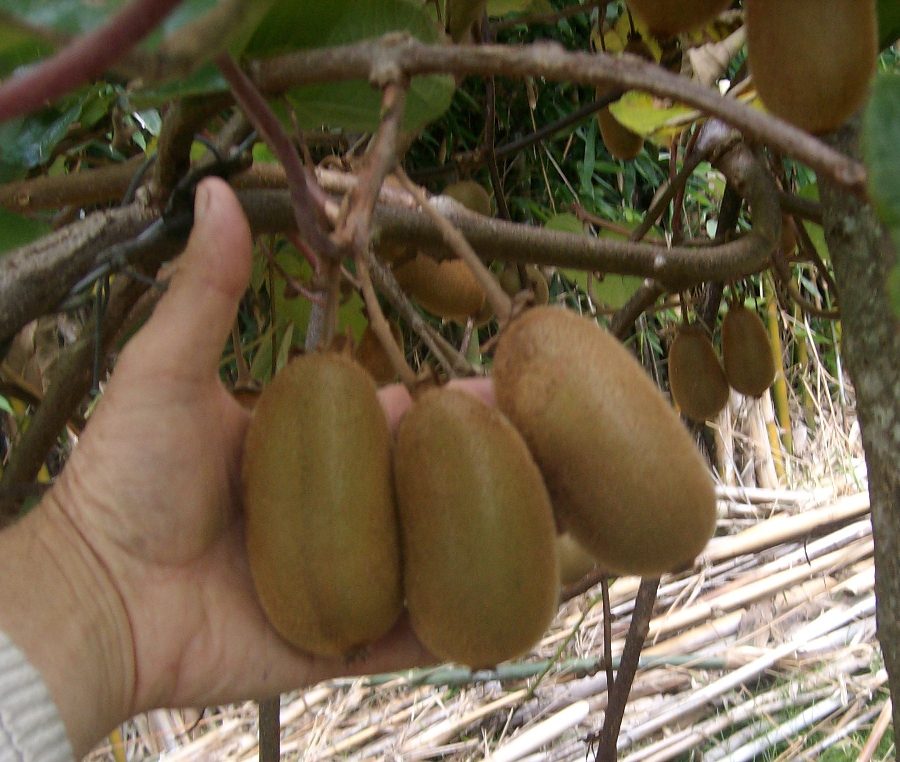 Skelton green kiwifruit variety