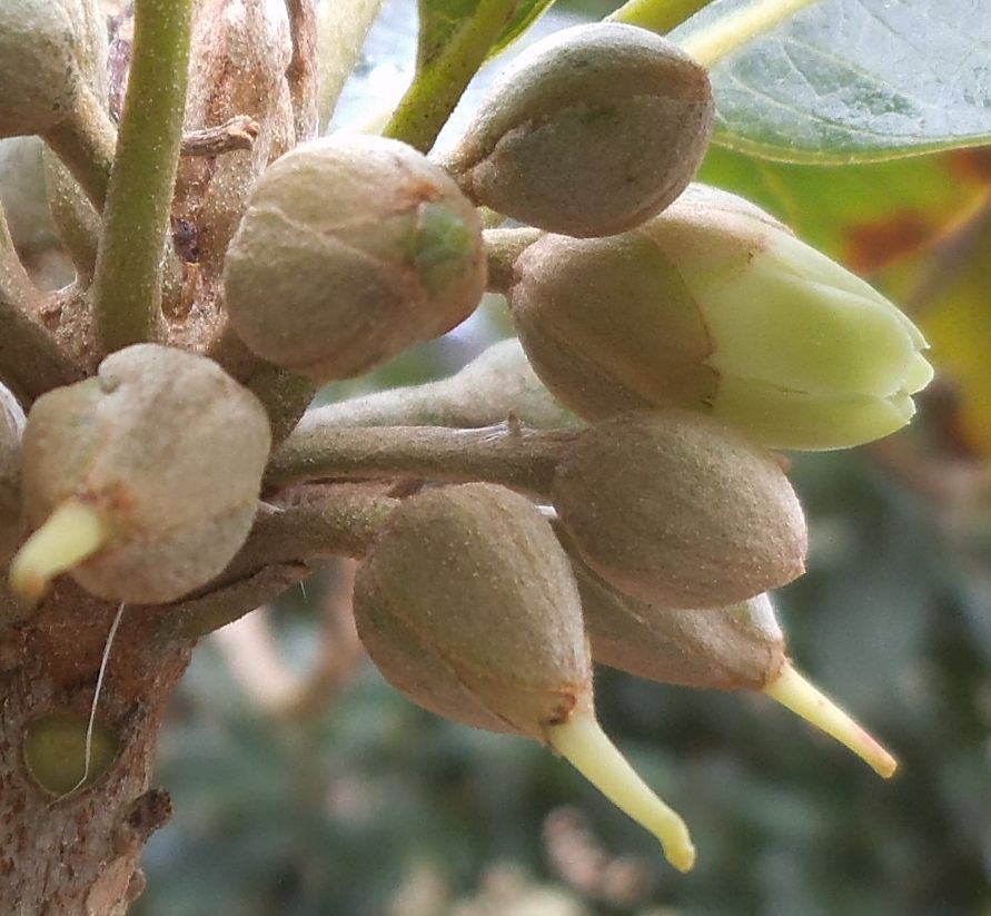 Lucuma flowers and buds