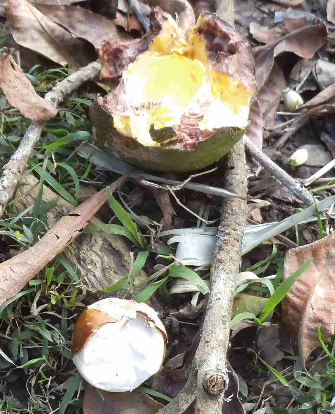 Sheep will eat lucuma fruit and lucuma seed