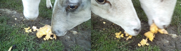 Sheep love
lucuma fruit