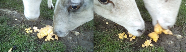 Sheep love

          lucuma fruit