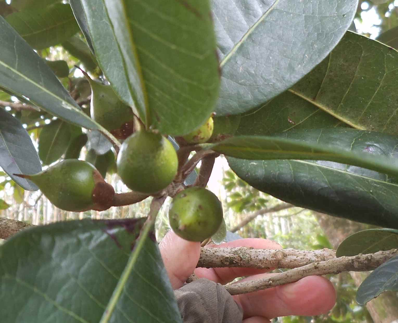 Seda type lucuma tree with developing fruit