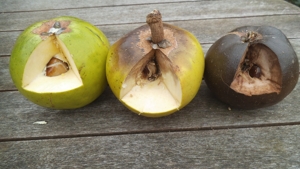 Lucuma fruit picked too soon color but don't mature