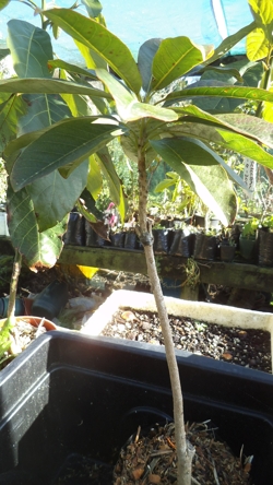 grafted lucuma tree